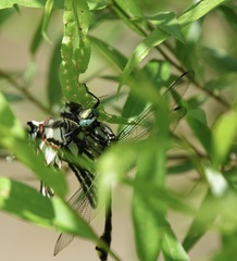 Gomphurus lineatifrons