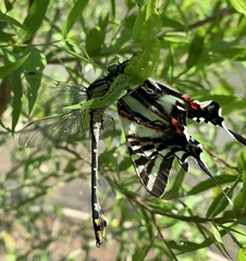 Gomphurus lineatifrons