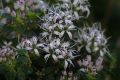 Agathosma venusta