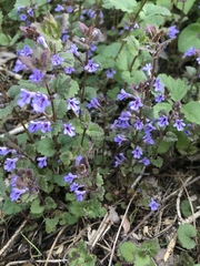 Glechoma hederacea