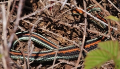 Thamnophis sirtalis tetrataenia