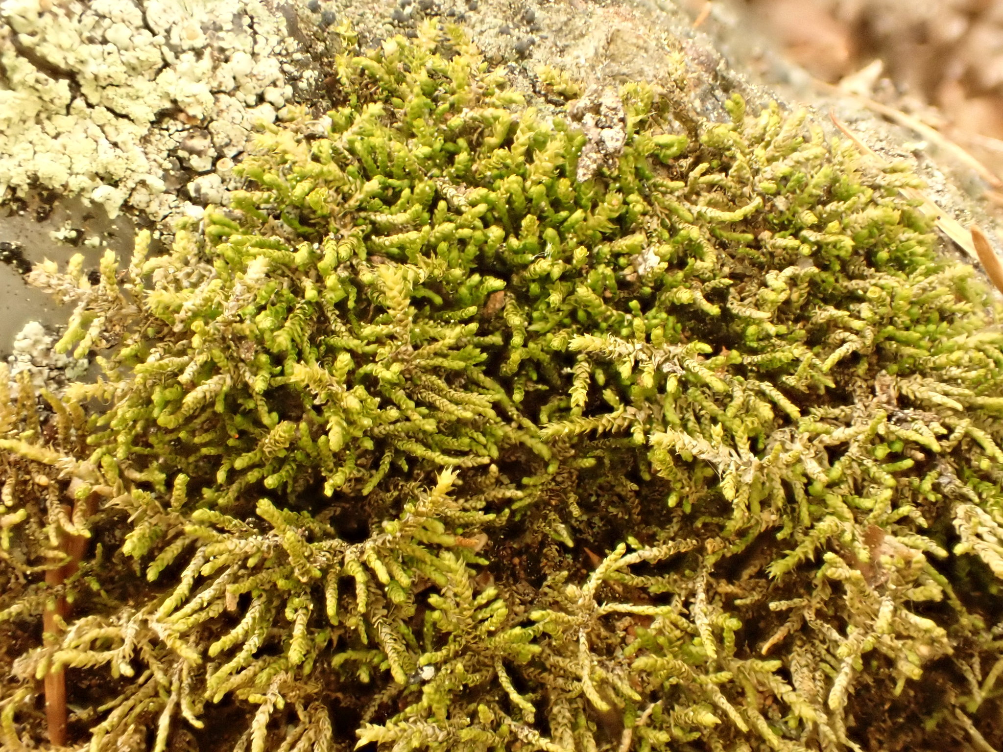 Heterocladium dimorphum