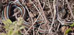 Thamnophis sirtalis tetrataenia