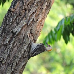 Melanerpes aurifrons