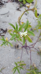Cakile lanceolata