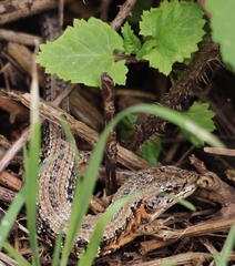 Elgaria coerulea coerulea