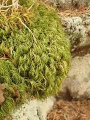 Paraleucobryum longifolium