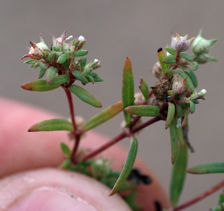 Houstonia prostrata
