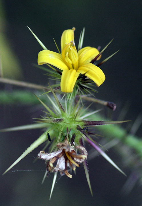 Solanum lumholtzianum