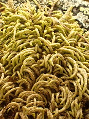 Pterigynandrum filiforme