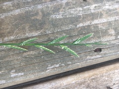 Lolium multiflorum × perenne