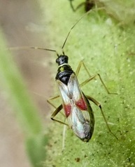 Tupiocoris californicus