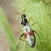 Tupiocoris - Photo (c) dlbowls, some rights reserved (CC BY-NC)