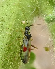 Tupiocoris californicus