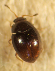 Ephistemus globulus