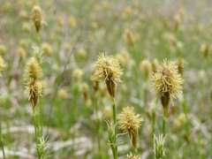 Carex michelii