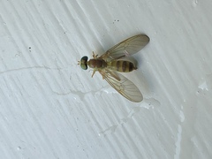 Ptecticus trivittatus