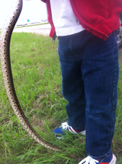 Lampropeltis calligaster