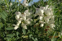 Vicia costata
