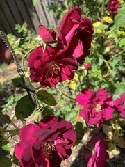 Rosa