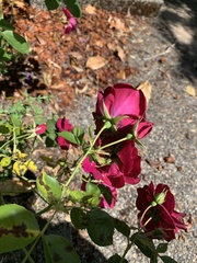 Rosa