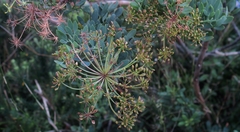 Notobubon laevigatum