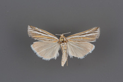 Thaumatopsis magnificus