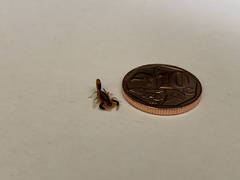 Uroplectes triangulifer