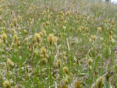 Carex michelii