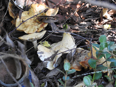 Leucopaxillus cerealis