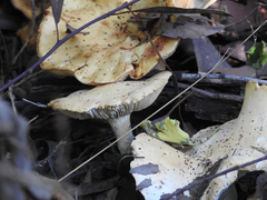Leucopaxillus cerealis