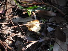 Leucopaxillus cerealis