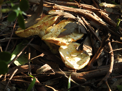 Leucopaxillus cerealis