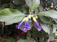 Iochroma cyaneum