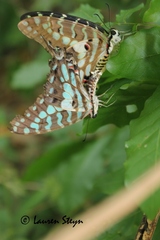 Graphium antheus