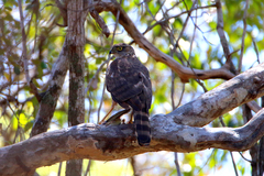 Accipiter madagascariensis