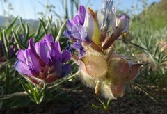 Oxytropis pumila