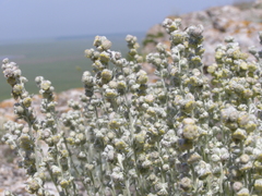 Artemisia alpina