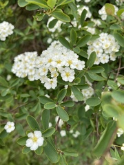 Spiraea × vanhouttei