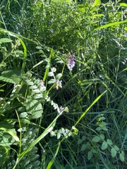 Vicia sativa
