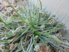 Plantago nivea