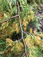 Gymnotelium blasdaleanum