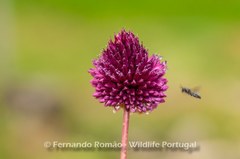 Allium sphaerocephalon