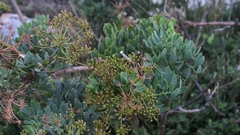 Notobubon laevigatum