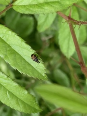 Glyptobaris lecontei