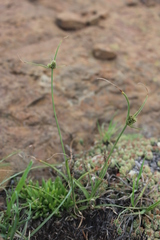 Cyperus capensis