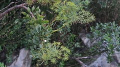 Notobubon laevigatum