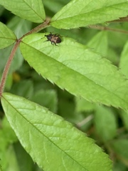 Glyptobaris lecontei