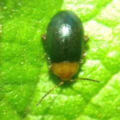 Podagrica fuscicornis