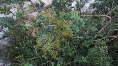 Notobubon laevigatum